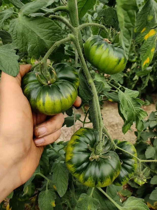 Mano cogiendo un tomate RAF de la mata, con sus surcos y el cuello verde oscuro, en la finca de El Pintor en Los Martínez (Níjar)