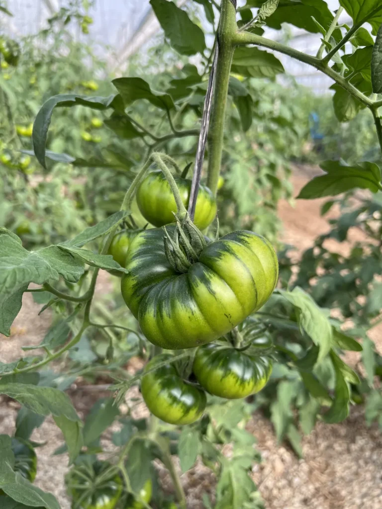Tomate RAF todavía verde en la mata, dentro del invernadero de El Pintor en Los Martínez (Níjar)