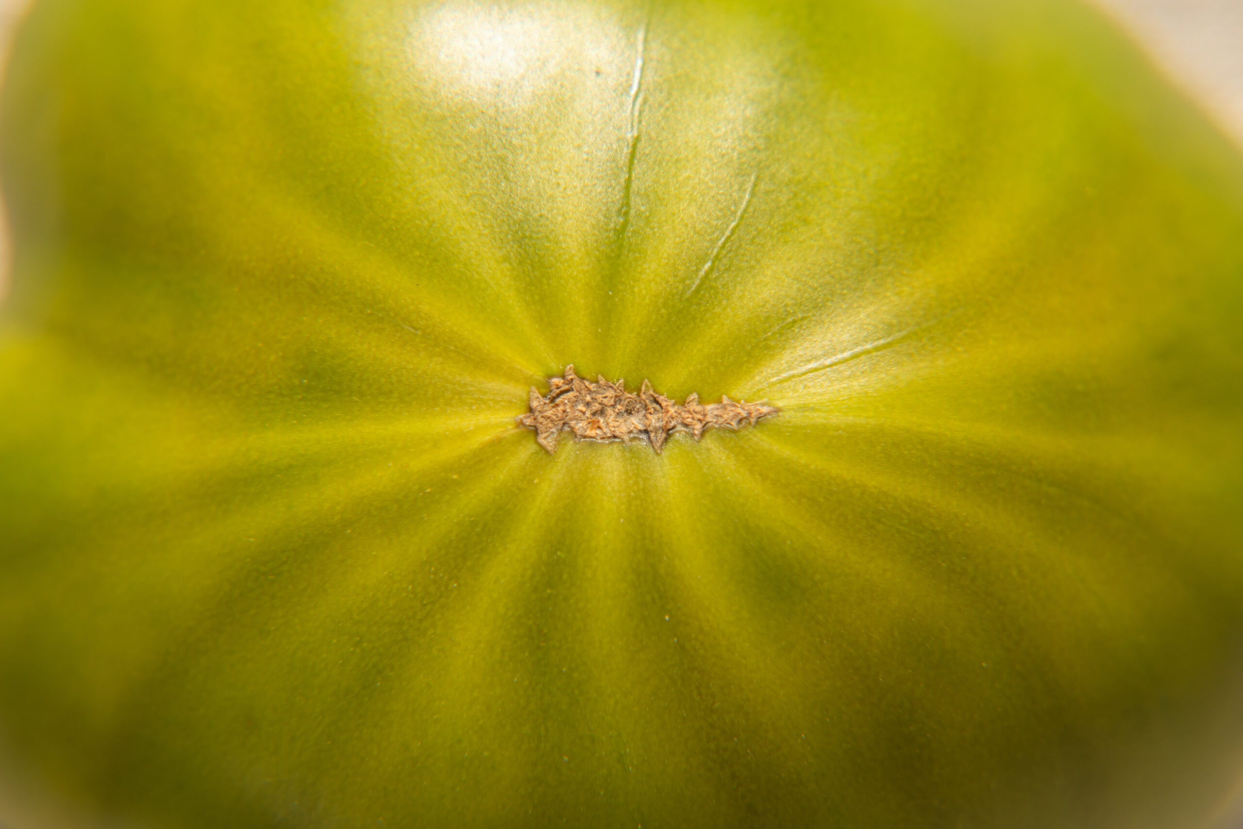 Base de un tomate RAF vista de muy cerca, con la cicatriz en forma de estrella y los surcos que salen de ella