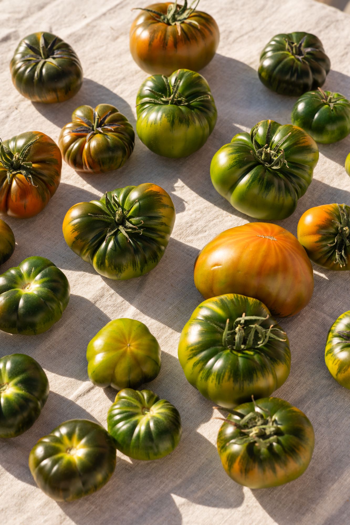 Tomates RAF verdes, pintones y rojos sobre un mantel de lino, al sol